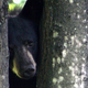 Illustration for article titled Black Bear Safely Relocated After Sneaking Onto NIH Campus